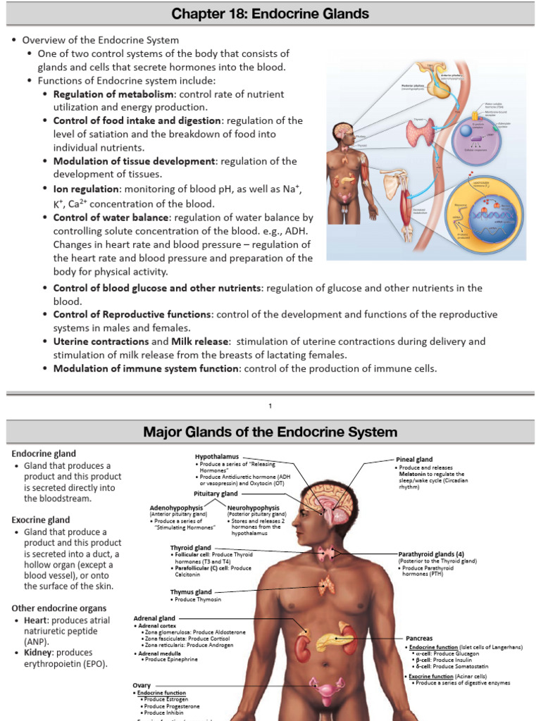 Endocrine Glands Overview and Functions | PDF | Organ (Anatomy ...