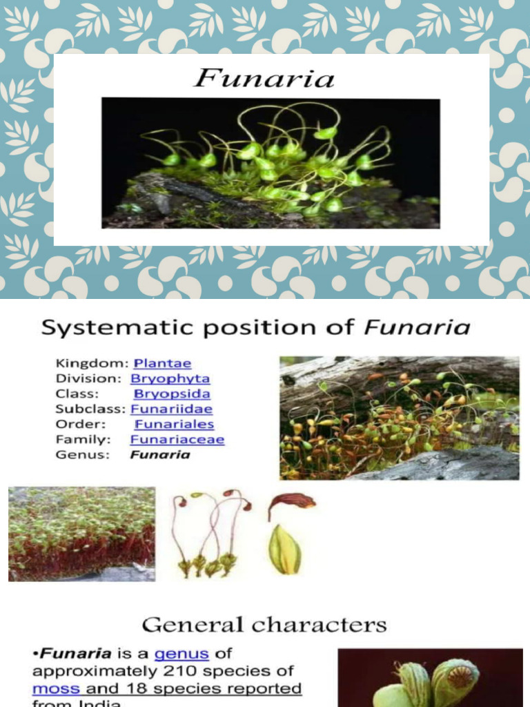 Funaria | PDF