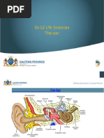 Human Ear 2 QP and MG | PDF | Ear | Hearing