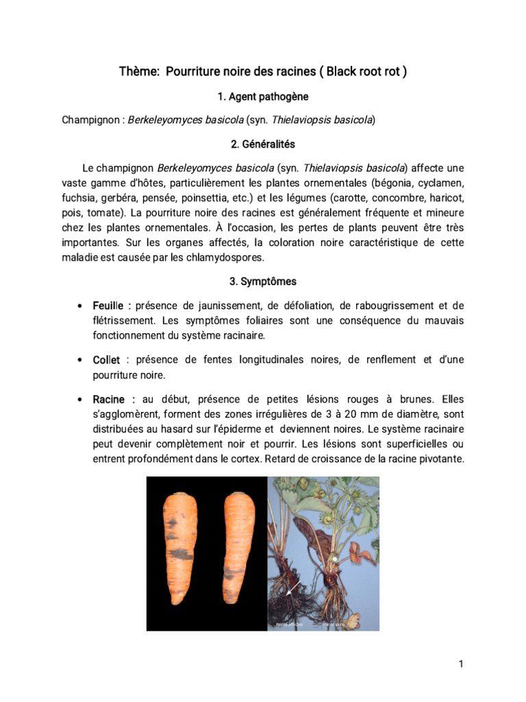Pourriture noire des racines par Berkeleyomyces | PDF | Plantes | Racine