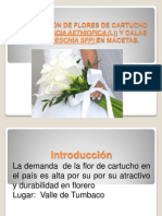 PRODUCCIÓN de Flores de Cartucho