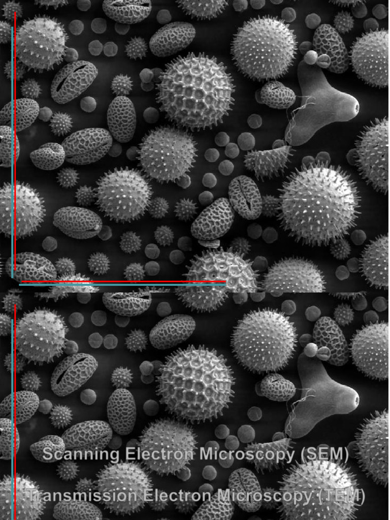 Técnicas de Microscopía Electrónica | PDF | Microscopio electrónico ...
