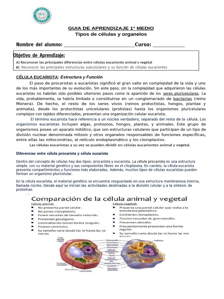 Estructura y Función de Células Eucariontes | PDF | Eucariotas ...