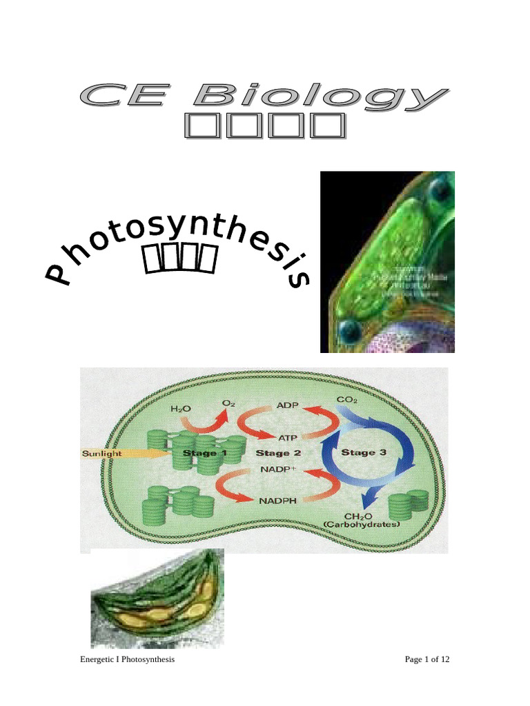 Understanding Photosynthesis Process | PDF | Photosynthesis | Leaf