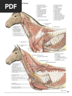 Veterinary Anatomy Atlas: Dogs & Cats | PDF