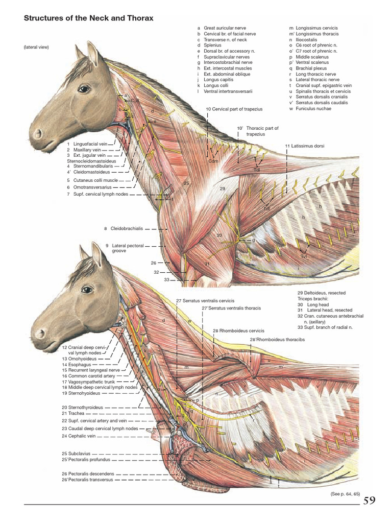 Neck and Thorax Anatomy Overview | PDF | Heart Valve | Lung