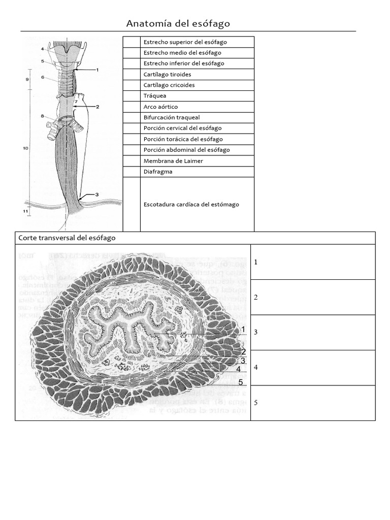 Anatomia de Esófago | PDF