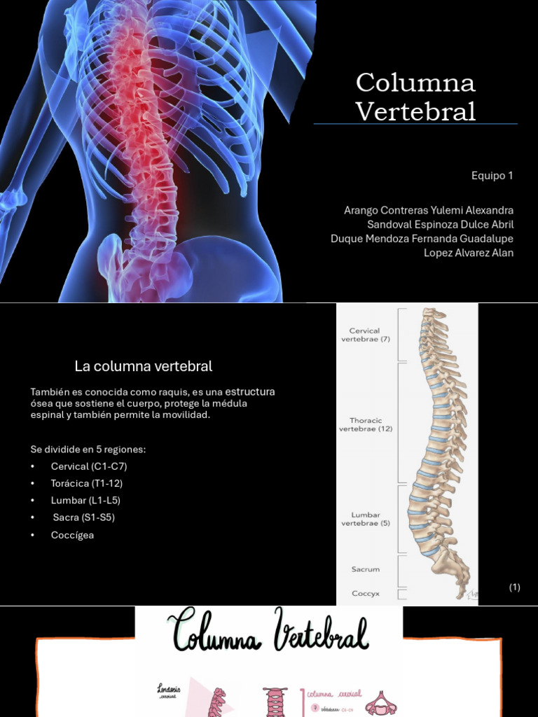 Columna Vertebral | PDF | La columna vertebral | Vértebra