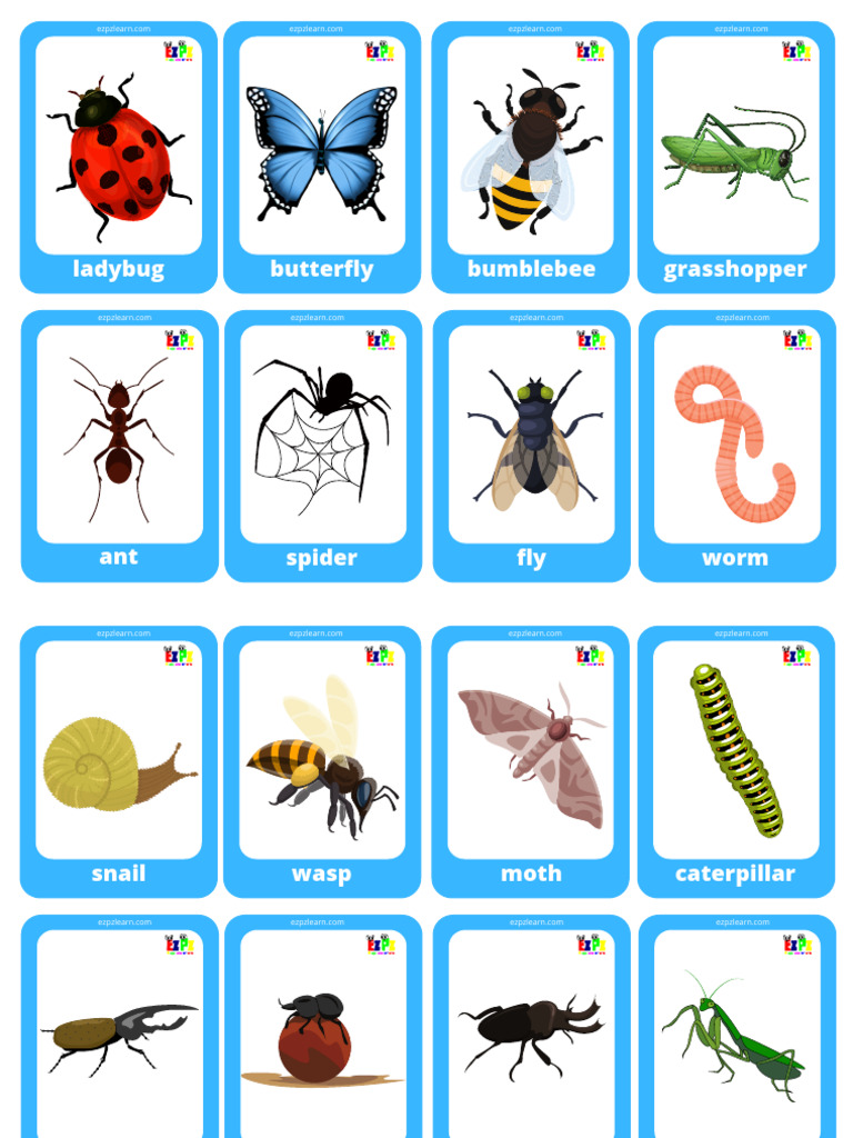 Insects Mini Cards | PDF