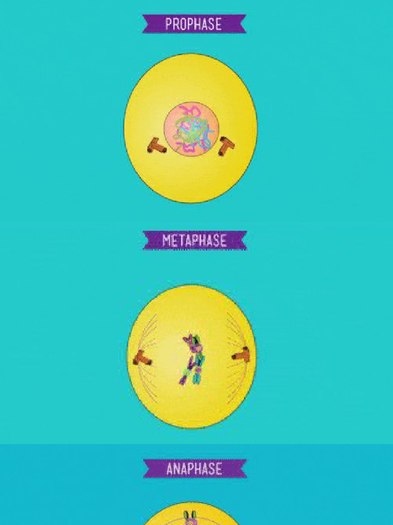 Mitosis. Animation | PDF