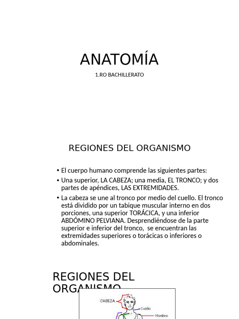 Anatomía 1ra Parte | PDF | Cráneo | Esqueleto