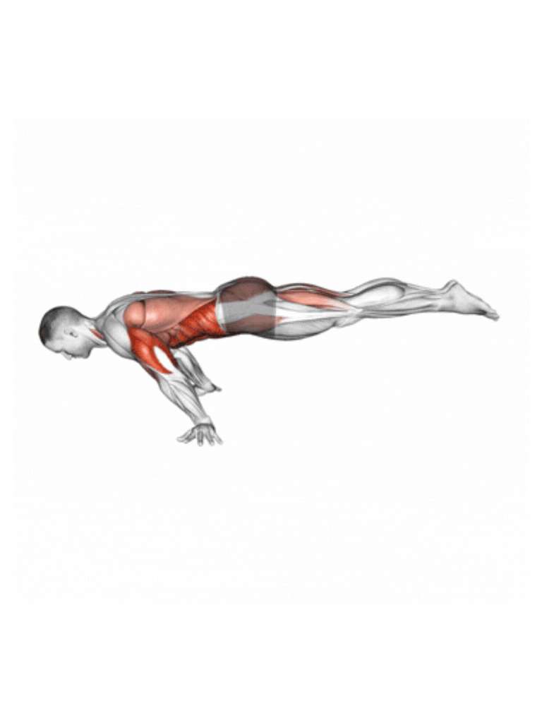 Muscle Up-3 | PDF