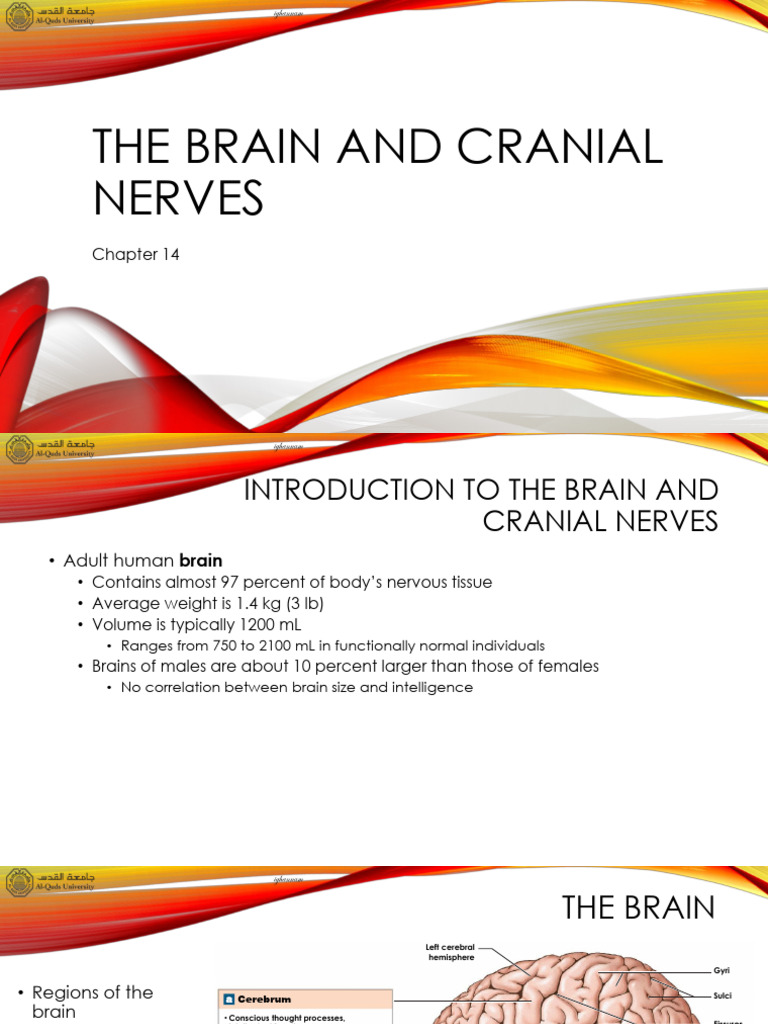 Overview of Brain and Cranial Nerves | PDF | Cerebrospinal Fluid ...