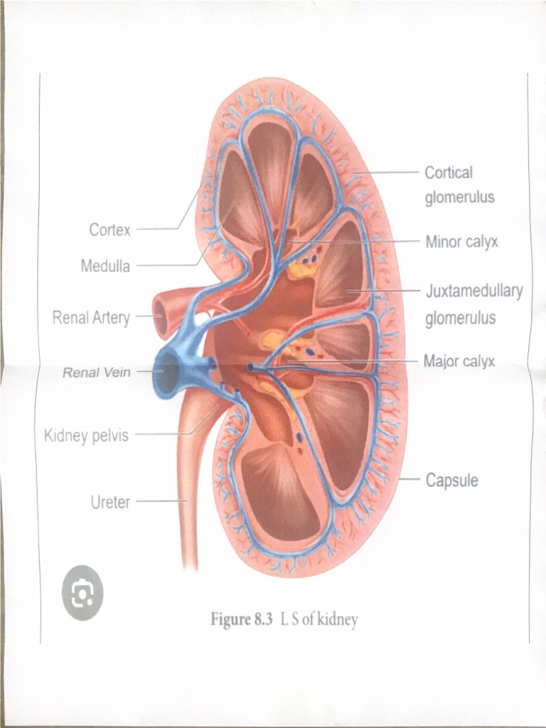 Kidney File1 | PDF