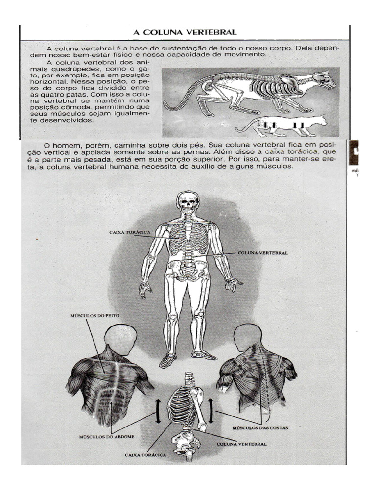 Coluna Vertebral e Os Vícios de Postura | PDF