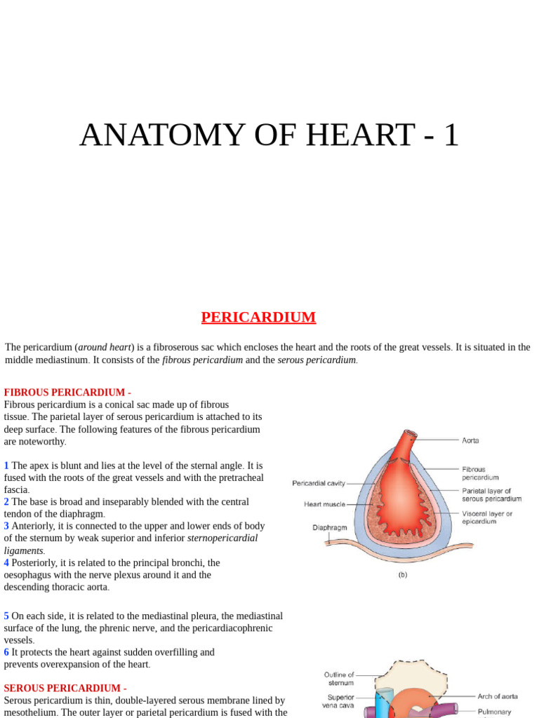 ANATOMY of HEART - 1 | PDF | Heart Valve | Heart
