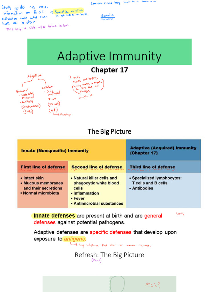 Understanding Adaptive Immunity Basics | PDF | T Cell | Immune System