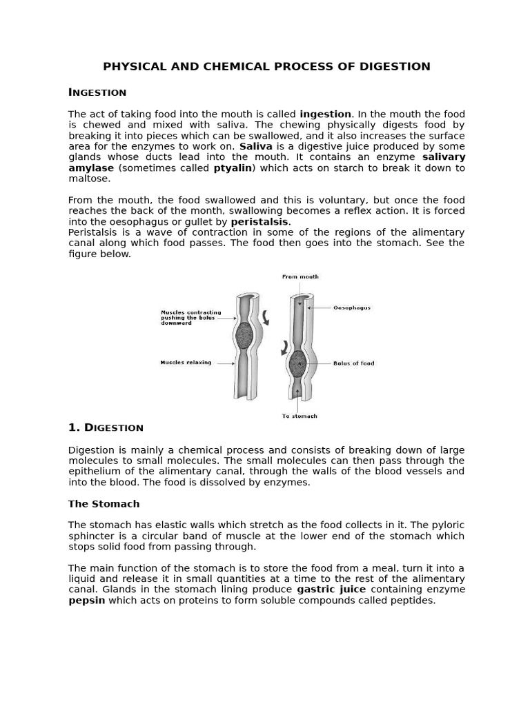 Digestive Process: Ingestion to Absorption | PDF | Digestion | Stomach