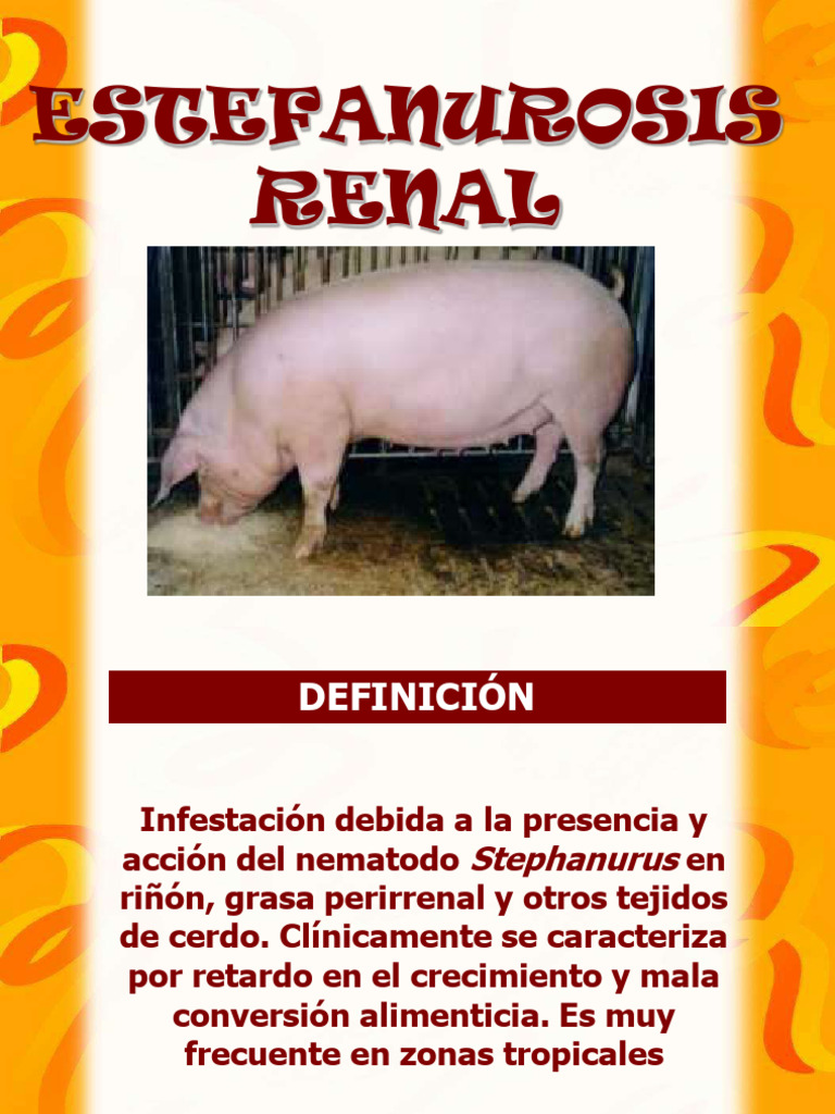 Estefanurosis en cerdos: Stephanurus dentatus | PDF | Riñón | Tejido ...