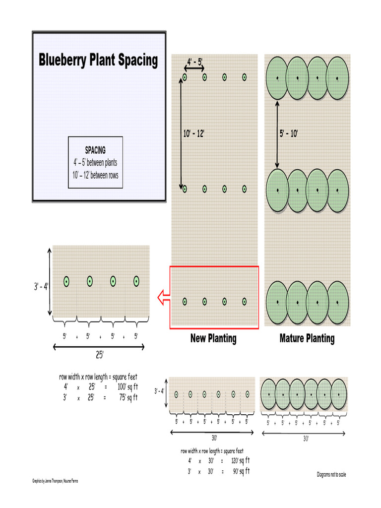 Blueberry Planting and Care Guide | PDF | Soil | Mulch