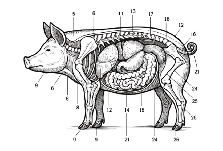 pig-anatomy-pdf