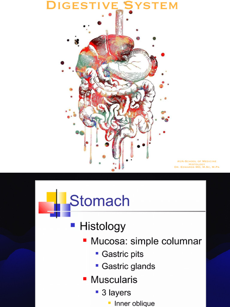 Open Histology of Digestive System Copy Copy 6 | PDF | Stomach ...