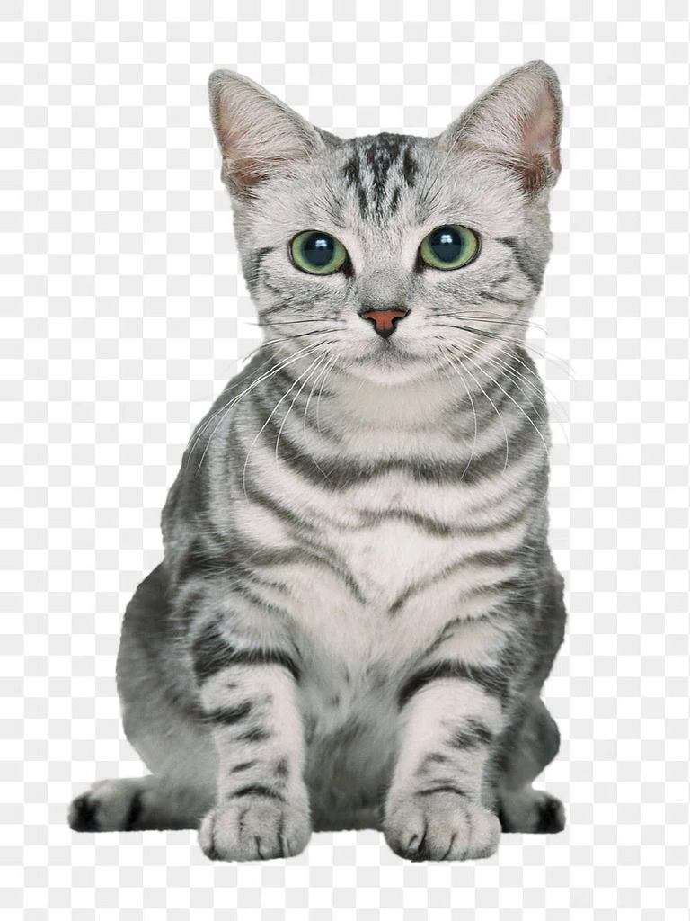 Cat | PDF