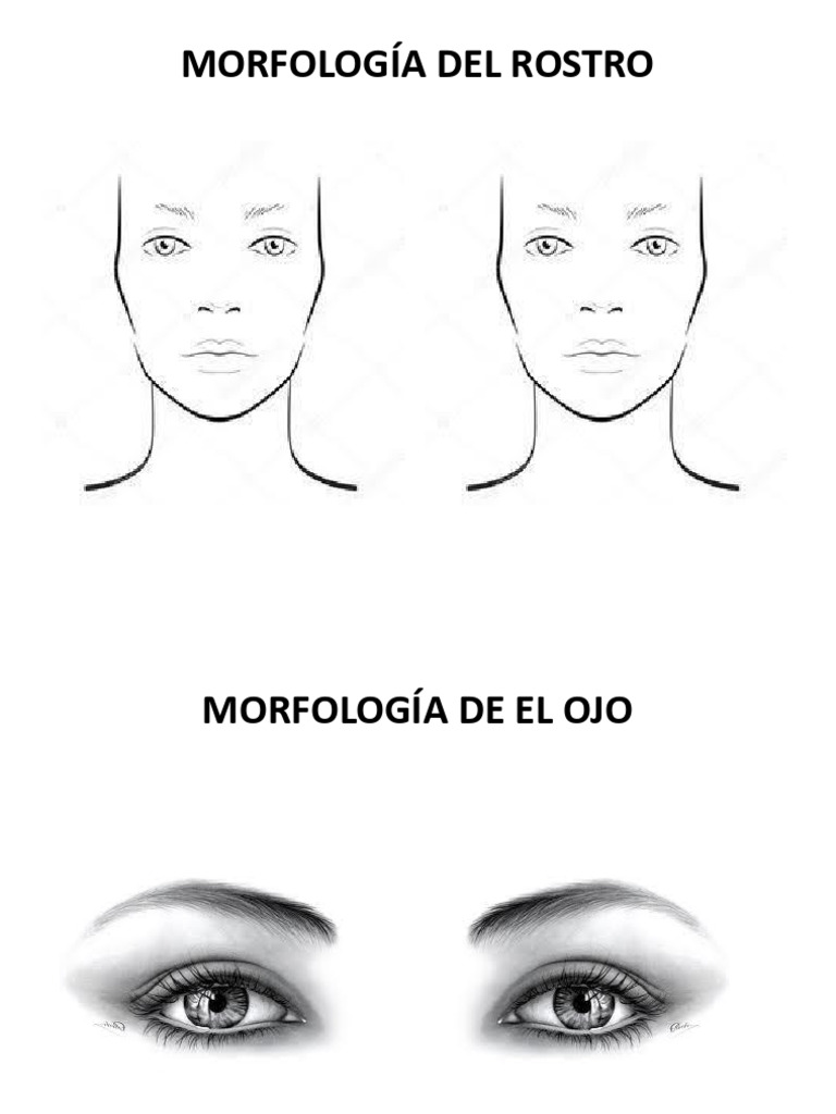 Morfología Del Rostro Bx1f | PDF