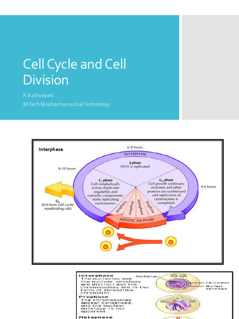 Cell Cycle and Cell Division | PDF