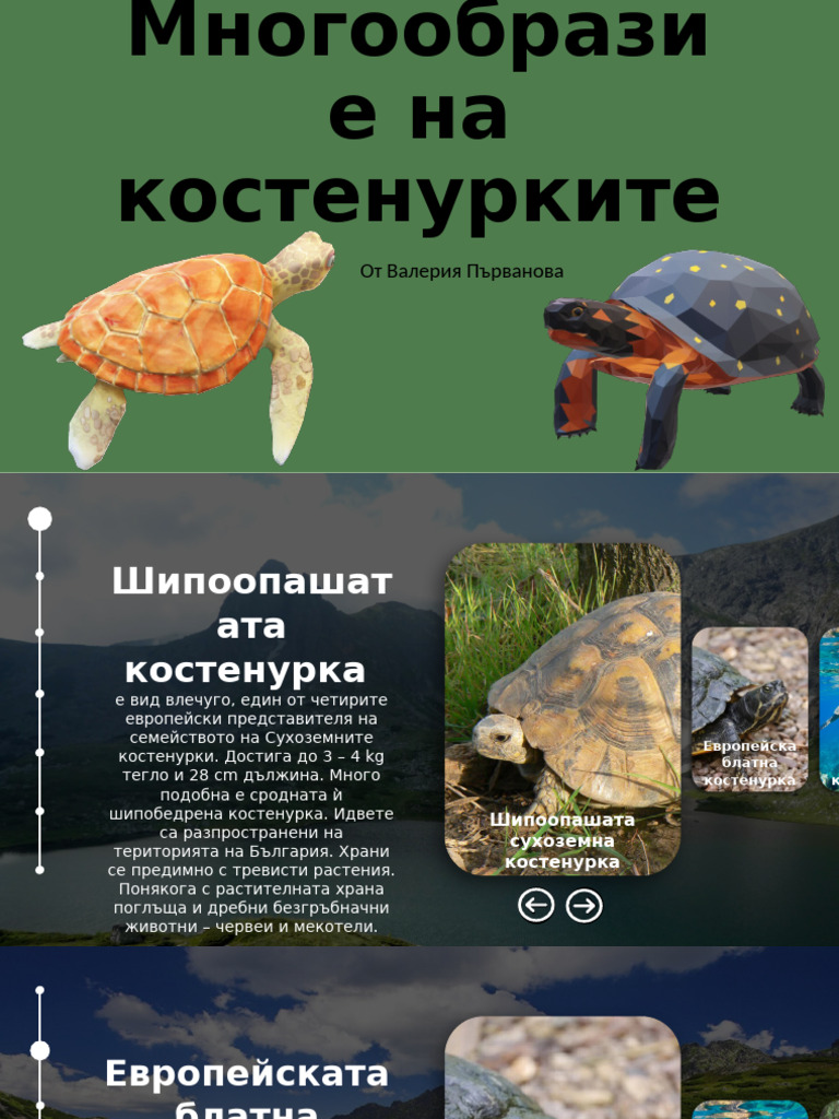 Turtles | PDF