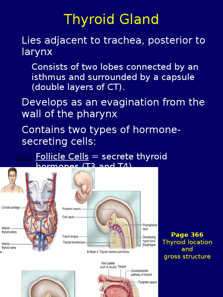 Endocrine System 2 | PDF | Adrenal Gland | Thyroid
