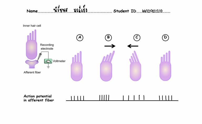 Auditory System - Student | PDF