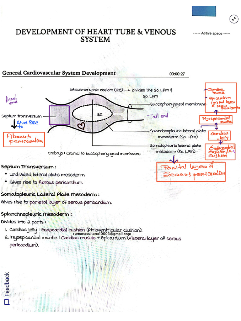Marrow Heart Embryology | PDF