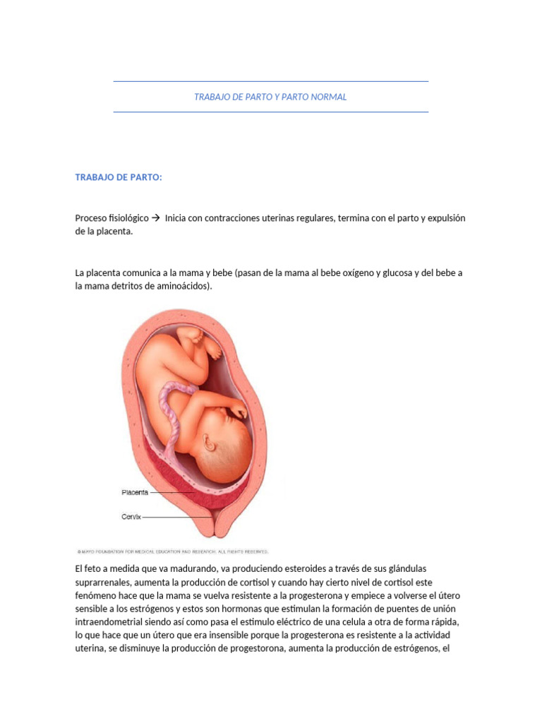 Clase 3 Trabajo de Parto y Parto Normal | PDF | Parto | Placenta