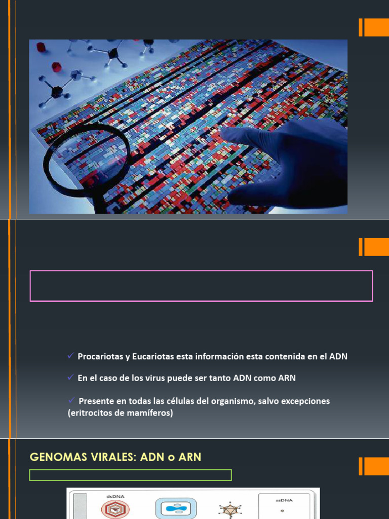 T2a Genomas y Replicación Del ADN | PDF | Replicación De Adn | Genoma