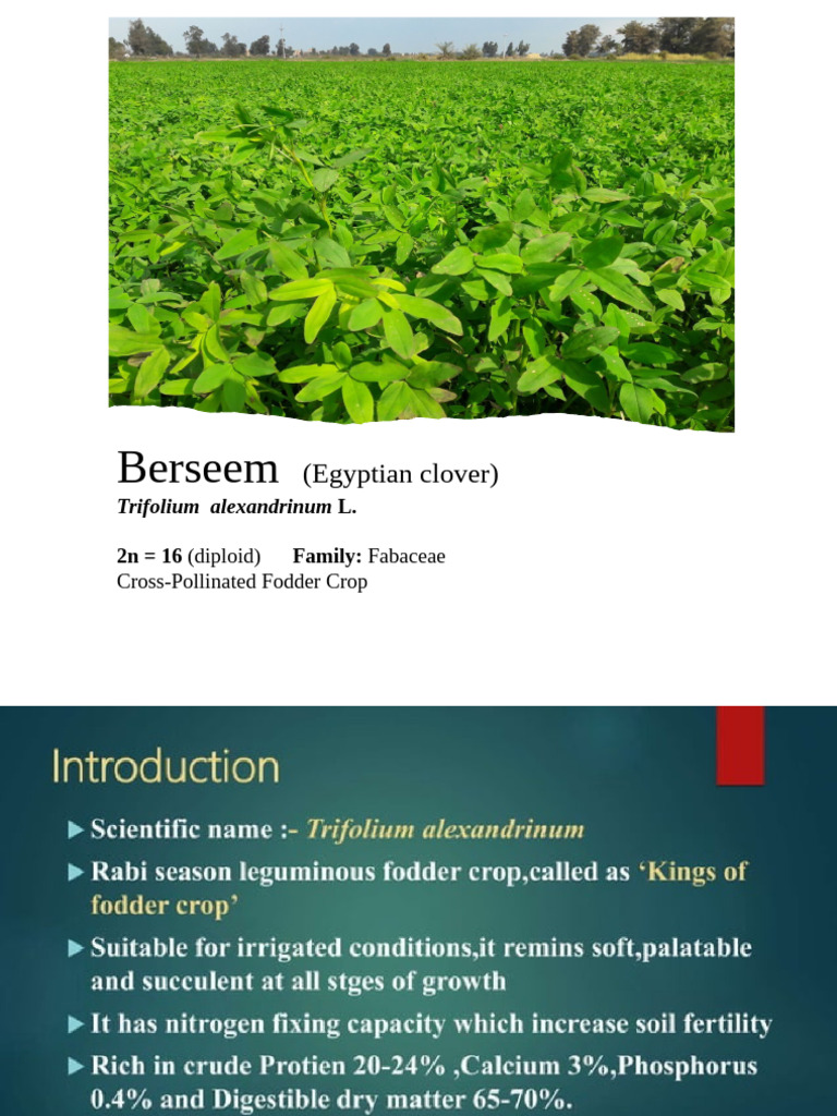 Berseem Fodder Crop Varieties Overview | PDF | Agronomy | Crops