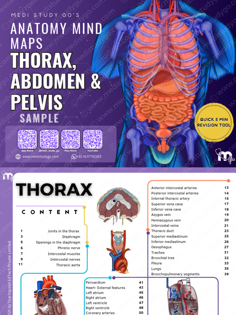 Abdomen Thorax and Pelvis-580292 | PDF