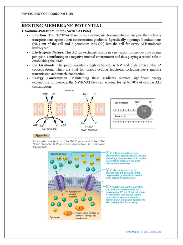 RESTING MEMBRANE POTENTIAL and Action Membrane Potential | PDF | Action ...