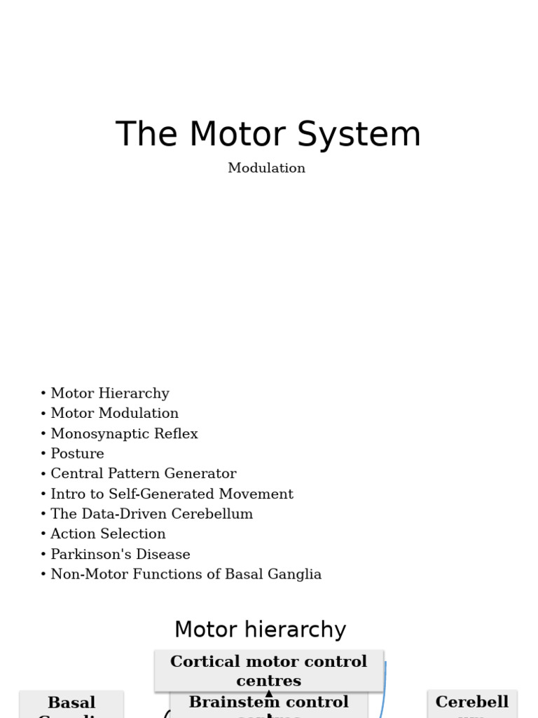 The Motor System Cerebellum | PDF | Cerebellum | Nervous System