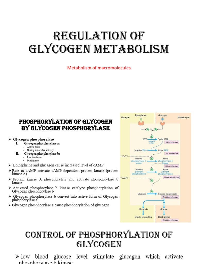 Regulation of Glycogen Metabolism | PDF