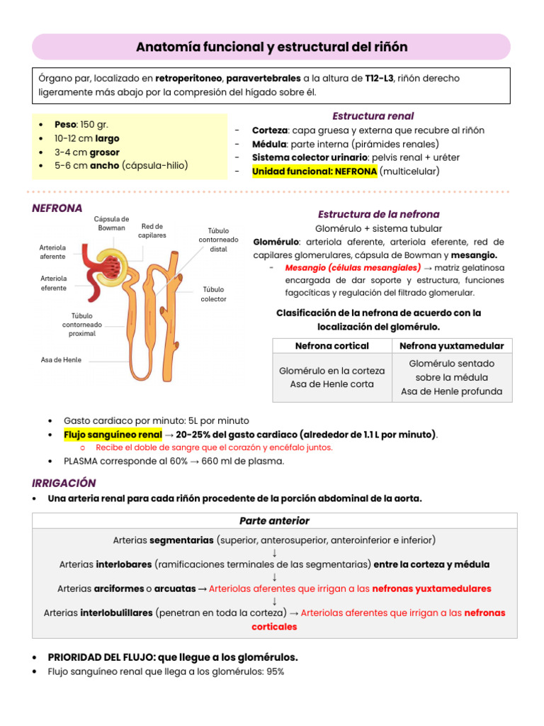 Anatomía y Función del Riñón y Nefrona | PDF | Riñón