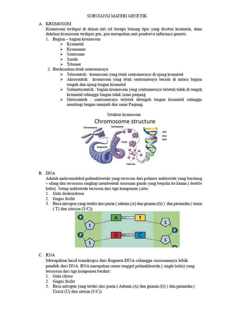 Struktur dan Fungsi DNA serta Sintesis Protein | PDF