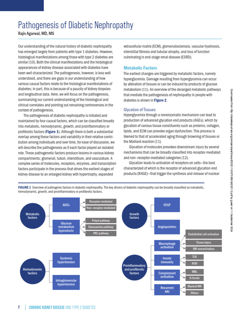 pathogenesis-of-diabetic-nephropathy-pdf-macrophage-kidney-disease