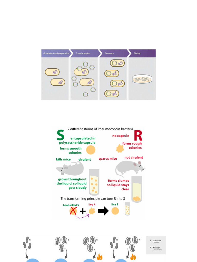 Competent Cell Prep & Transformation Guide | PDF | Genetics | Biotechnology