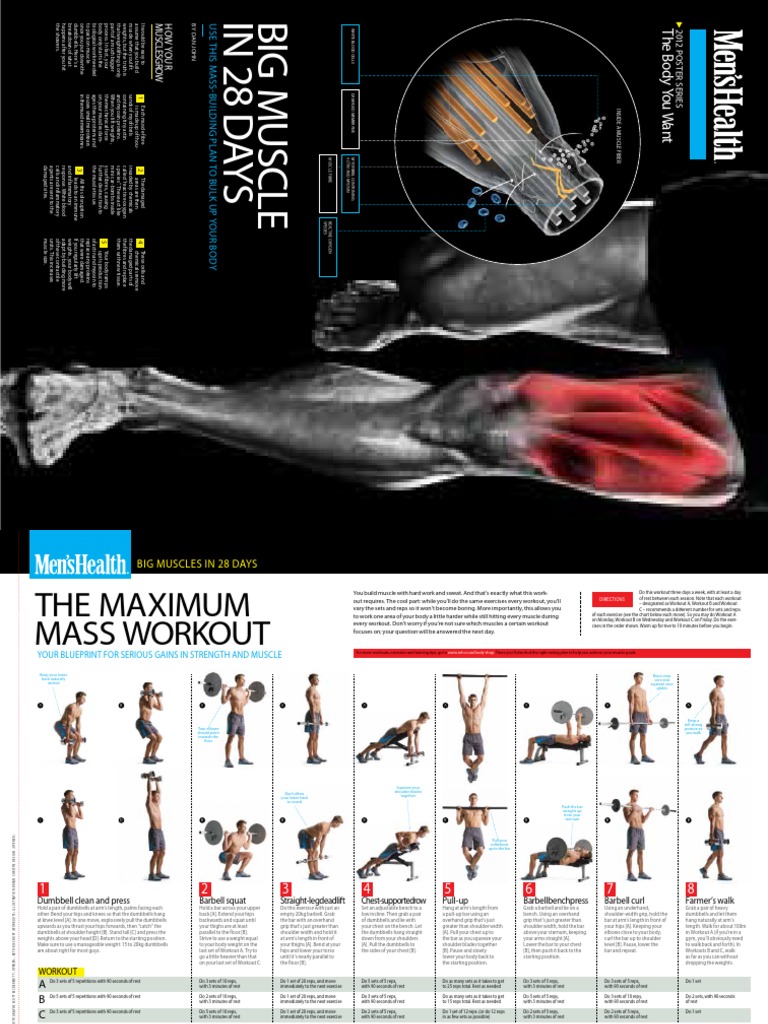 Poster Muscles | PDF