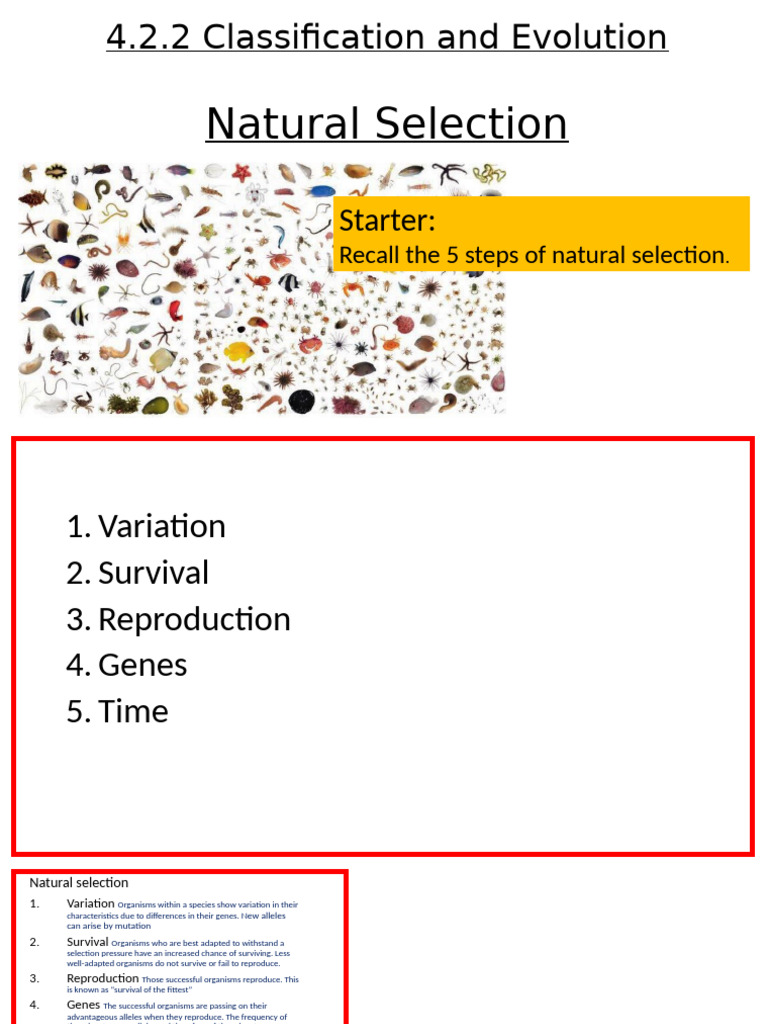 Natural Selection and Evolution Explained | PDF | Natural Selection ...