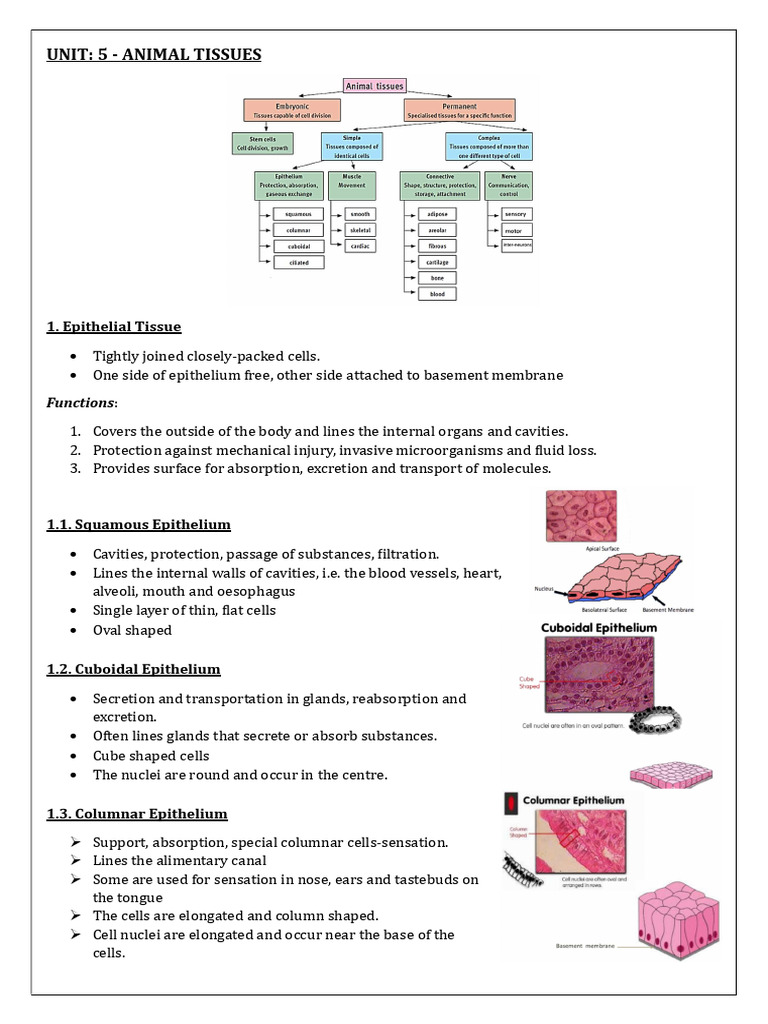 Unit 5 Animal Tissues | PDF | Epithelium | Connective Tissue