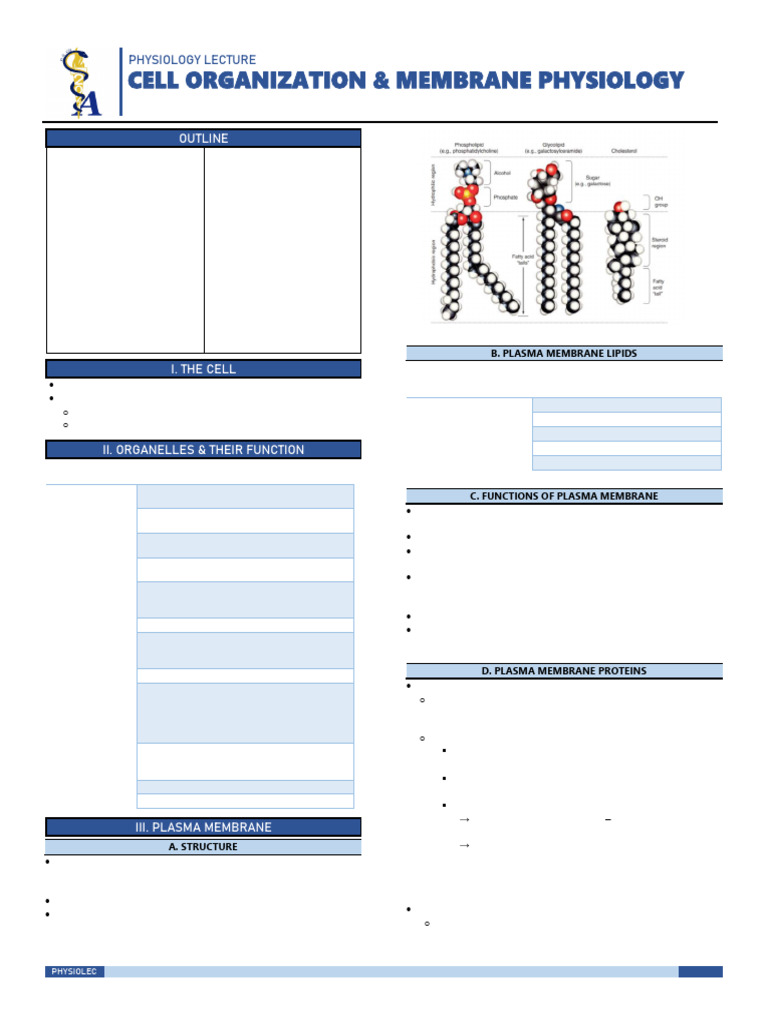 Cell Structure and Membrane Physiology | PDF | Cell Membrane | Diffusion