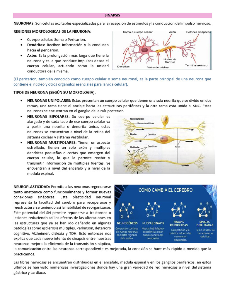Estructura y Función de Neuronas | PDF | Sinapsis | Neurona