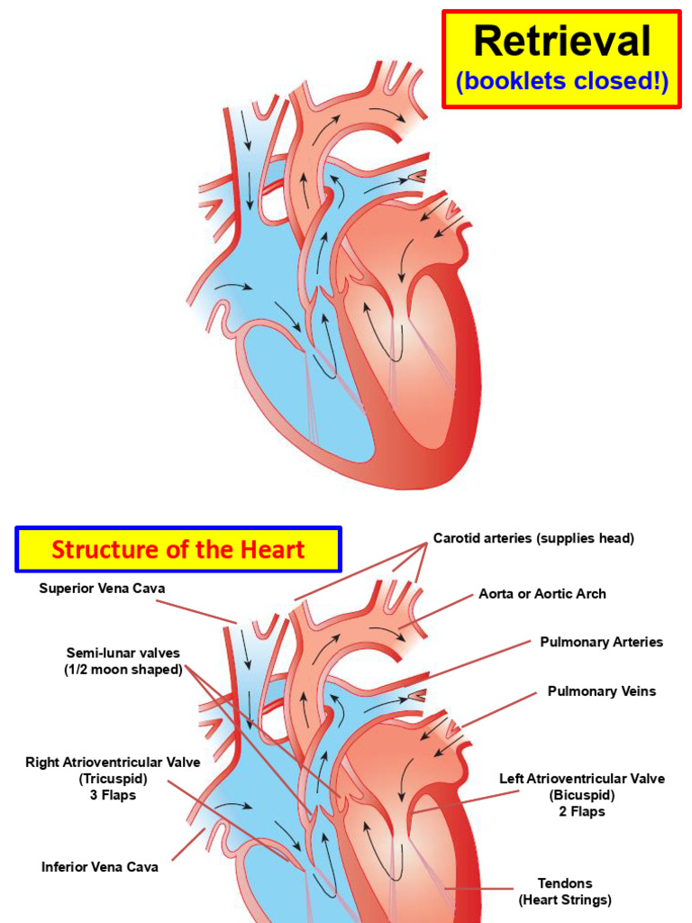 Heart Structure and Function Overview | PDF | Heart | Heart Valve
